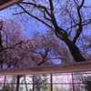 原谷苑の枝垂れ桜の写り込み　　　7961