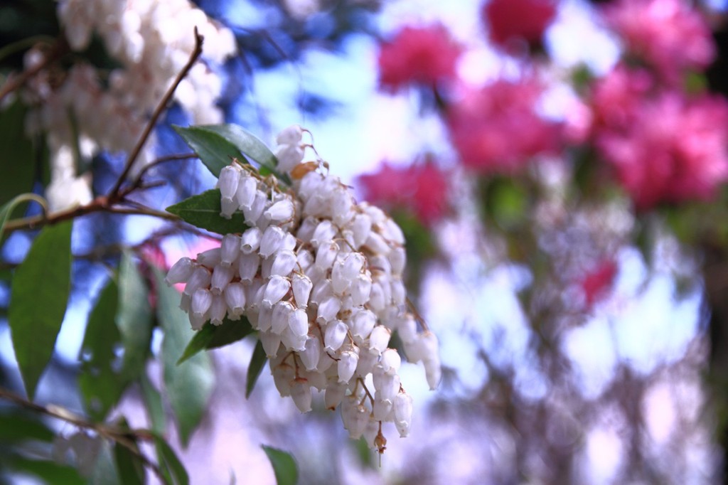 原谷苑の馬酔木の花が沢山開花してました。　　7935