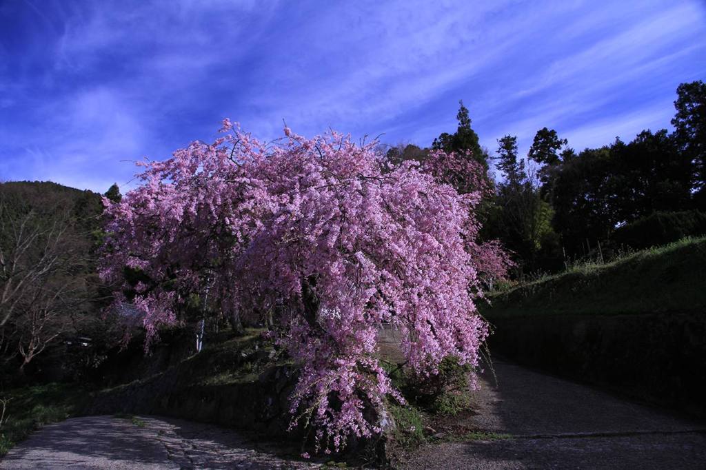 里山の枝垂れ桜１　　6931
