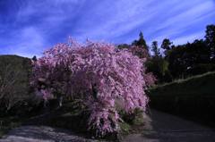里山の枝垂れ桜１　　6931