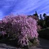 里山の枝垂れ桜１　　6931