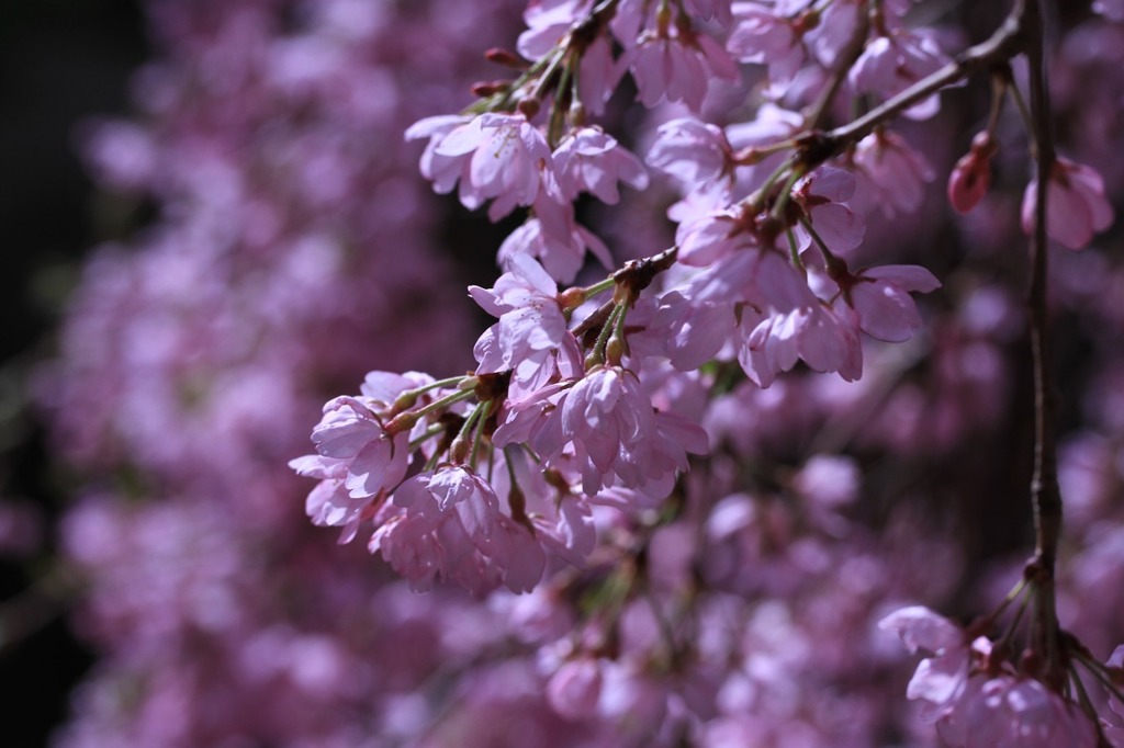 里山の枝垂れ桜４　　　7082