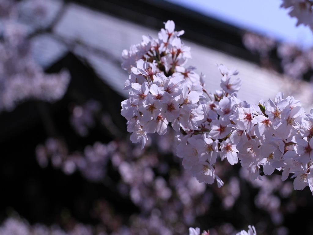 大和郡山城跡の神社の屋根と桜　2012年4月12日　　　6299