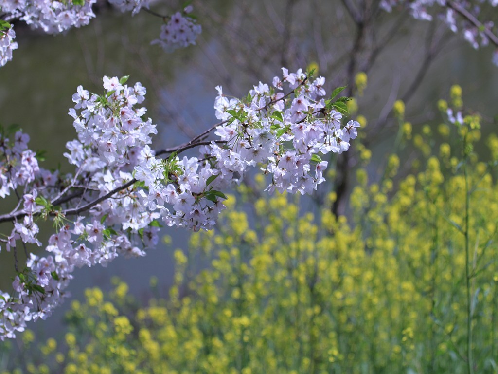 　大和郡山城跡のお堀の桜　2012年4月12日　6236