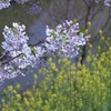 　大和郡山城跡のお堀の桜　2012年4月12日　6236
