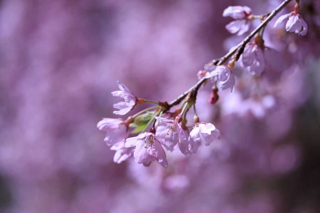 里山の民家の桜　　　7095