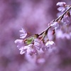 里山の民家の桜　　　7095