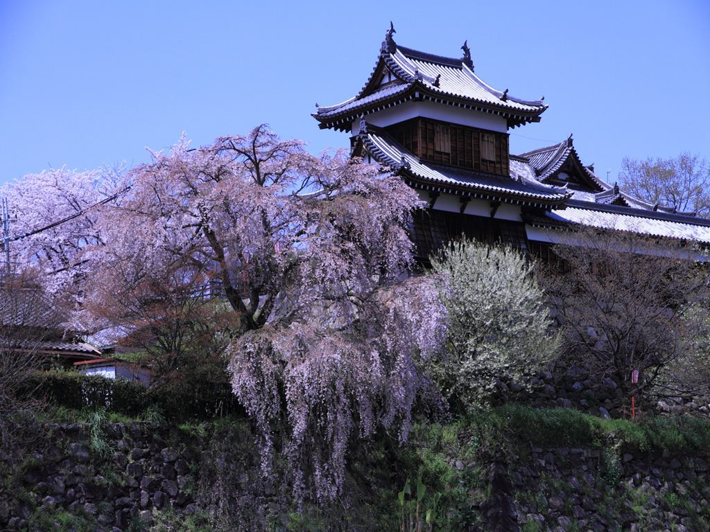 大和郡山城跡の桜　6188