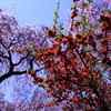原谷苑の枝垂れ桜とボケの花の競演　　　7938