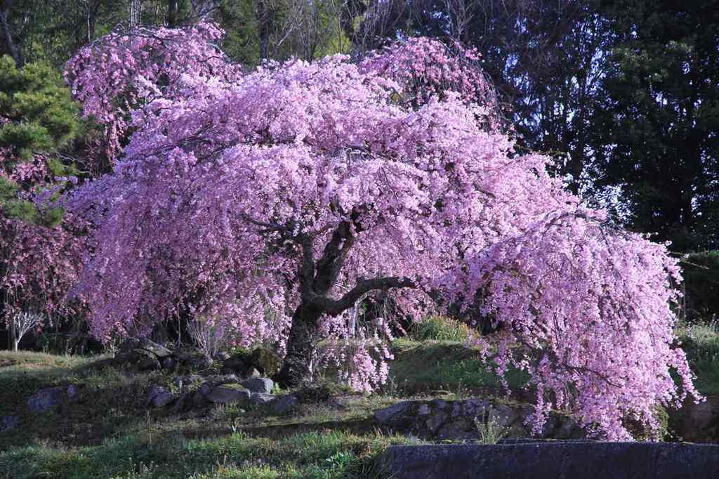 里山の枝垂れ桜２　　　6950
