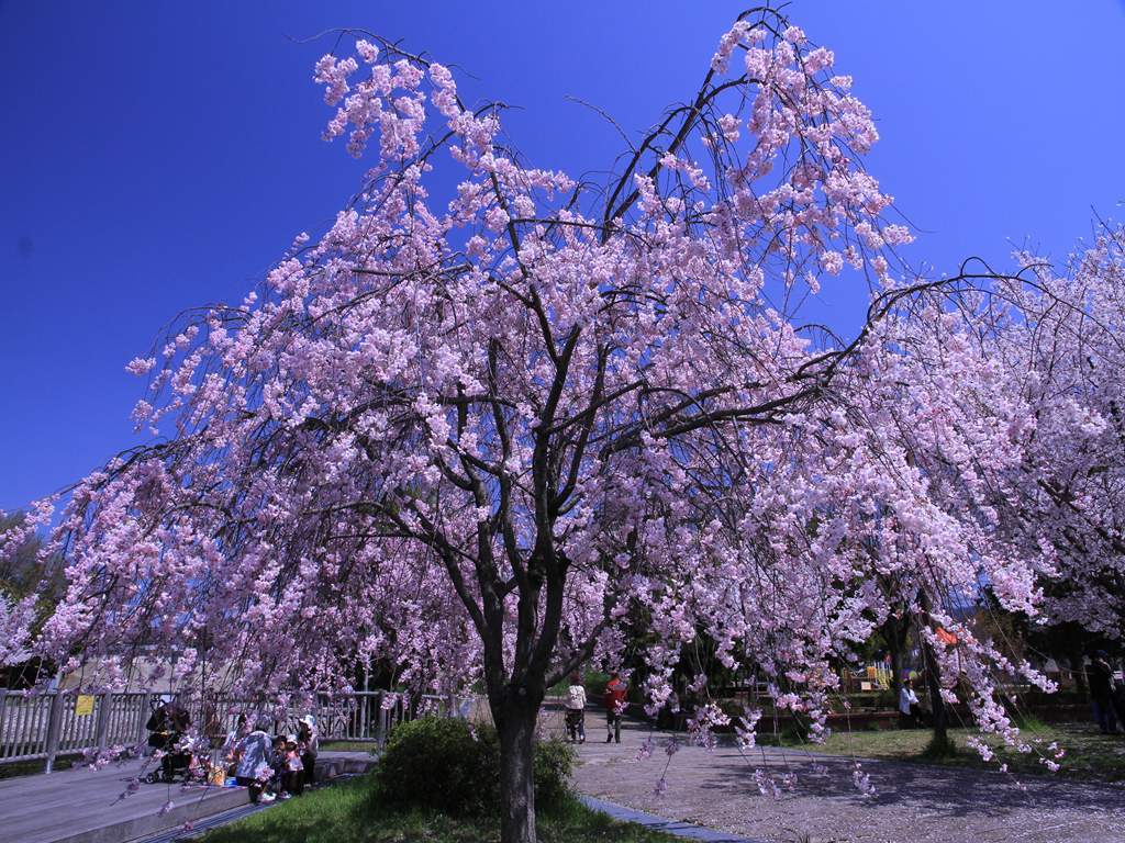 深北治水緑地公園の桜　6143