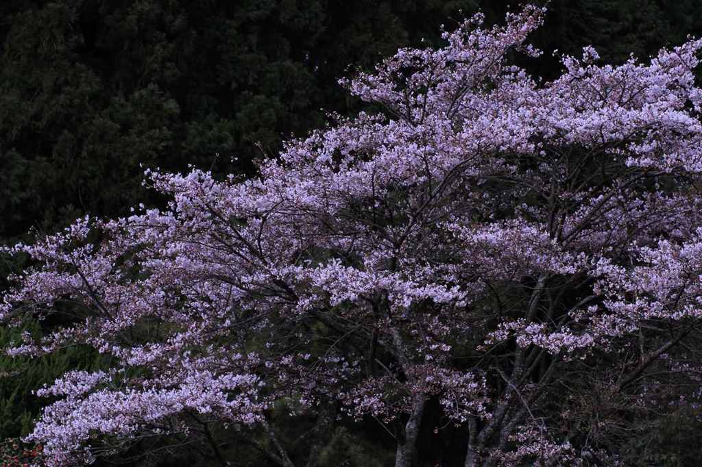 里山の桜　　　　7266