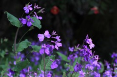 　紫花菜（むらさきはなな）＝花大根　　7279