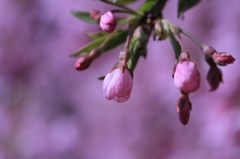 里山の民家の桜　蕾         7118