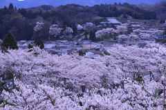 かぎろひの丘　万葉公園から大宇陀の桜を展望　　　　　　　　7541