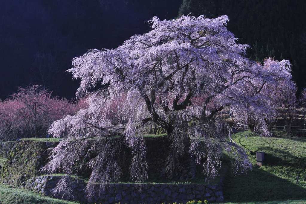 又兵衛桜（本郷の瀧桜）１　6723