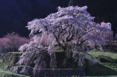 又兵衛桜（本郷の滝桜）