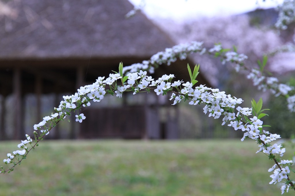 かぎろひの丘　万葉公園　　雪柳　　　　　7649