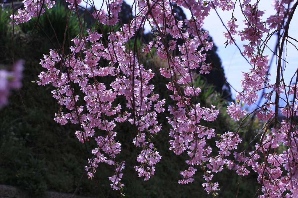 里山の民家の桜　　　7166