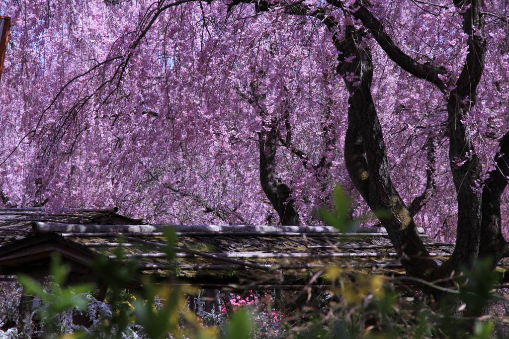 枝垂れ桜にまみれて