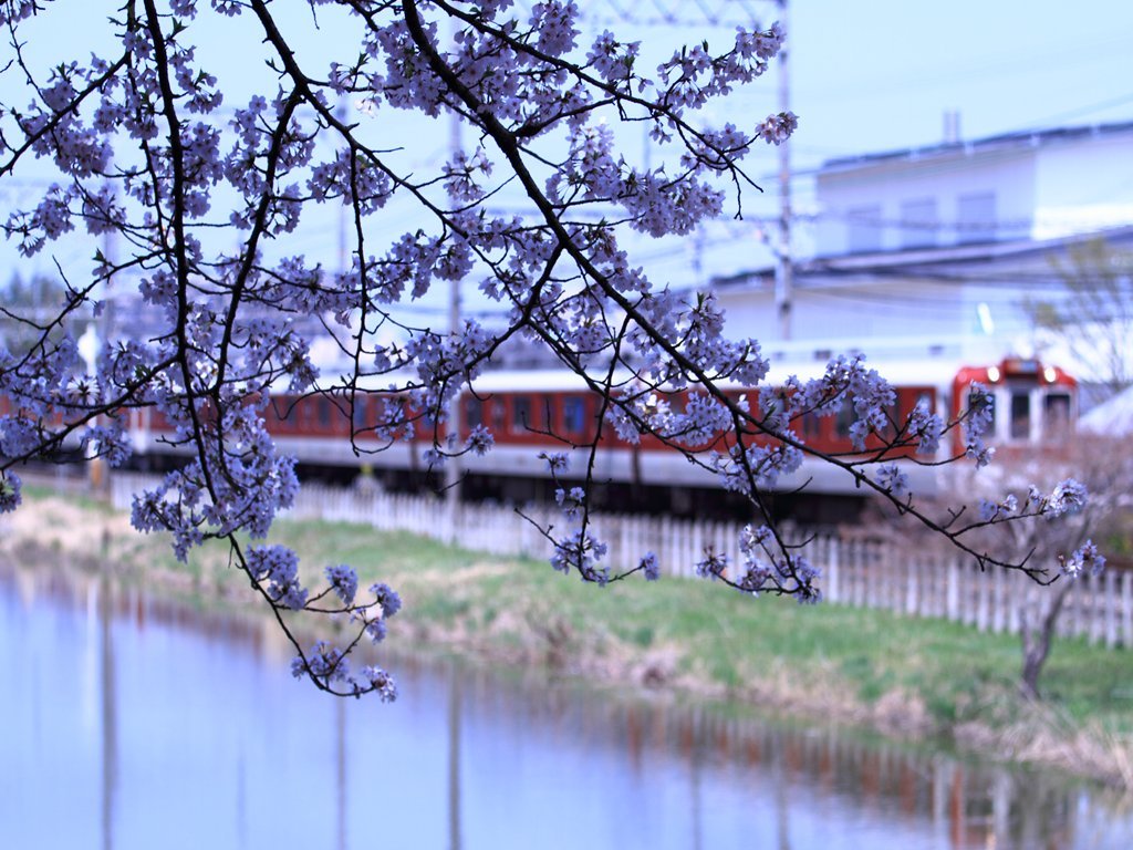  大和郡山の近鉄電車と桜　　6209