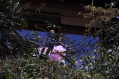 原谷苑の芍薬　　　　8005