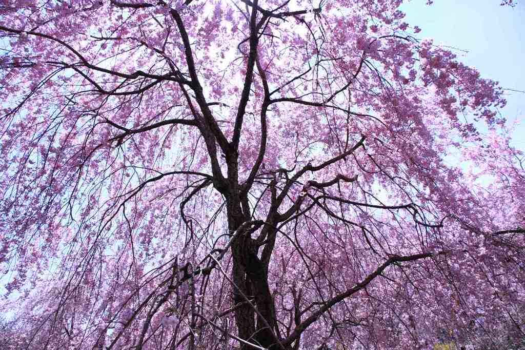 原谷苑の枝垂れ桜　　　　7995