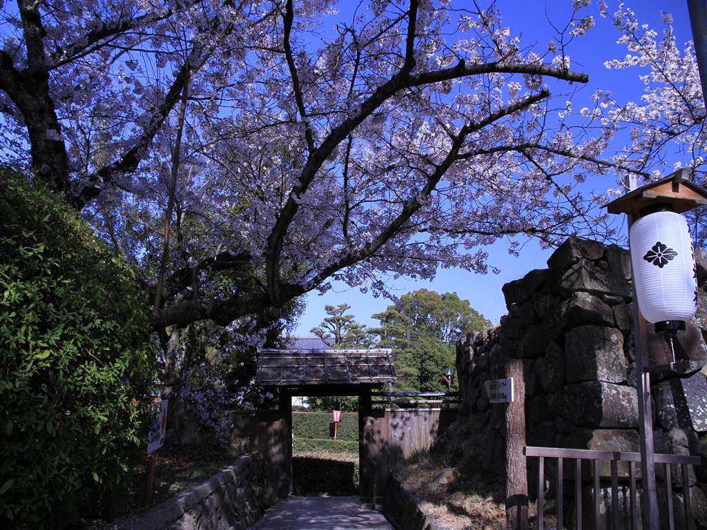 大和郡山城跡の周辺の桜　　　6340