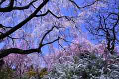 原谷苑の雪柳と枝垂れ桜　　7974