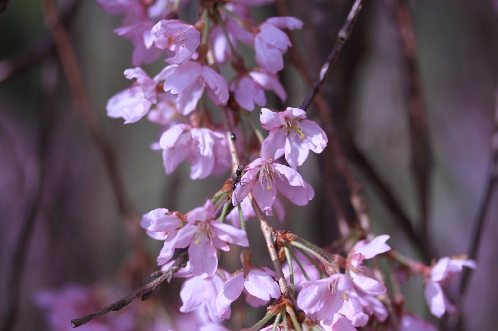 7里山の民家の桜　　　7129