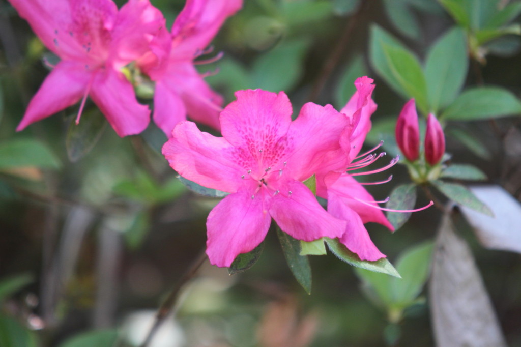 花がきれいなんて忘れていていた