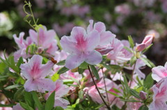 花　花　花