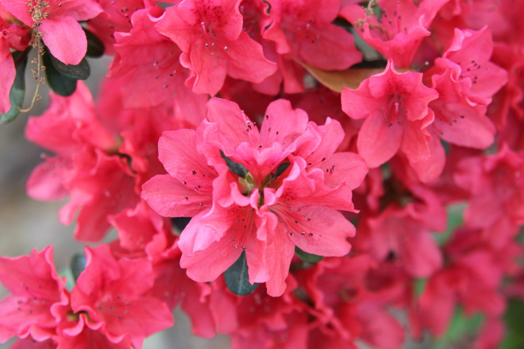 庭に咲いてる花