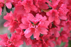 庭に咲いてる花