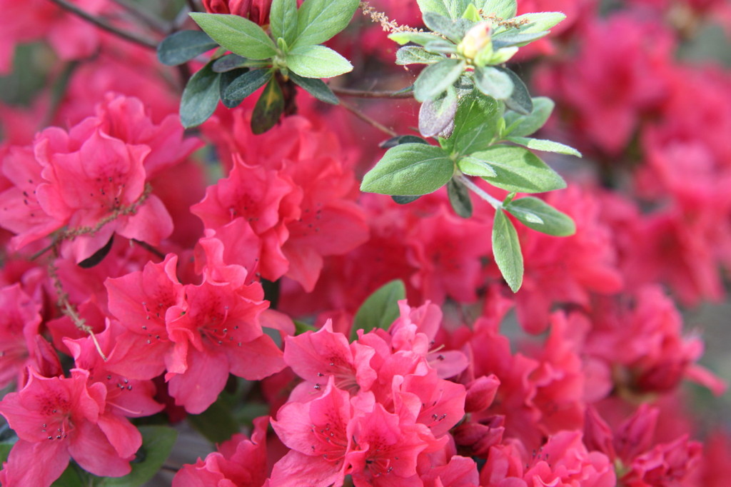 庭に咲いてる花
