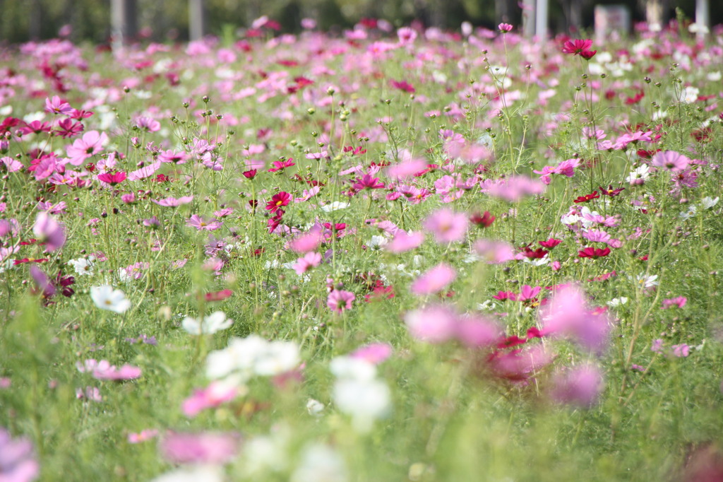 秋桜