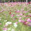 秋桜