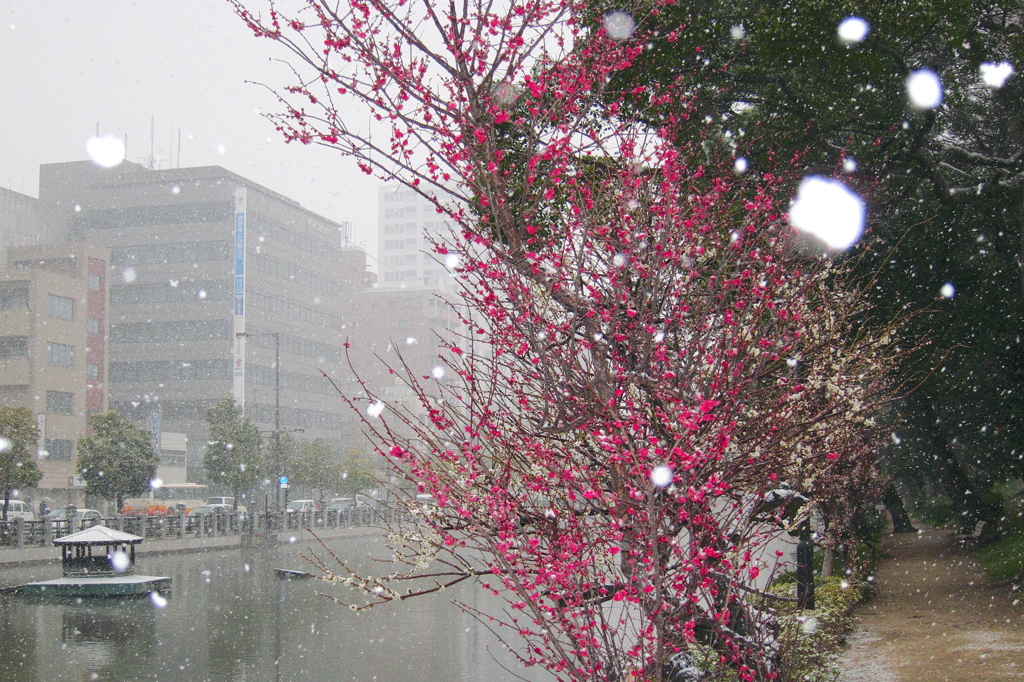 突然の雪