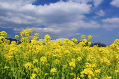 坊ちゃん劇場花畑は菜の花満開