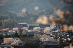 さくらの湯