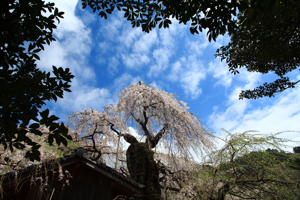 内子町石畳地区しだれ桜