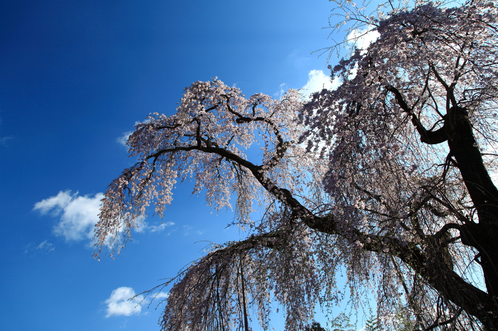 法連寺しだれ桜