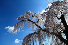 法連寺しだれ桜