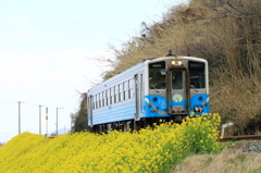 夕やけこやけライン菜の花