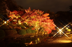 映える紅葉