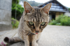 何かご馳走？