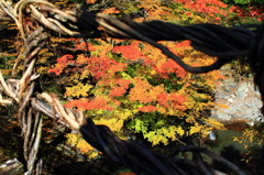 奥祖谷二重かずら橋から見た紅葉