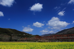 青天下の菜の花