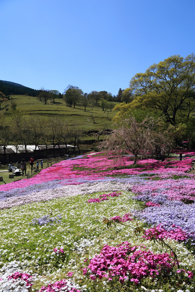 芝桜