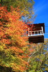 奥祖谷二重かずら橋紅葉（野猿）